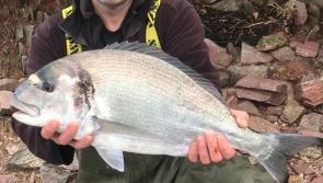 Beautiful bream is a showstopper