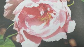 Pat Duke: Anxious times for gardeners who love these gorgeous stars