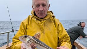 Fab fish at the Torbay Festival