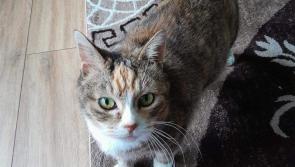Mystery Moggie found 360 miles away from  Torquay home