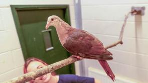 Rare pigeon hand-reared at Paignton Zoo marks a milestone