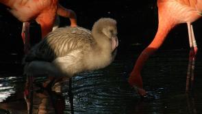 Baby flamingo has escaped from Paignton Zoo