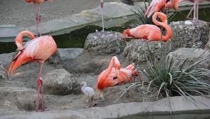 Paignton Zoo issues sad statement about missing flamingo chick