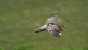Dartmoor curlews fly south to Portugal
