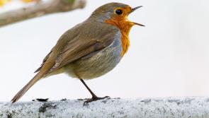 Pat Duke: Crucial tasks in winter garden