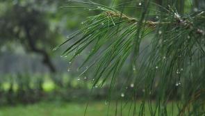 Pat Duke: Future-proof your patch for heavy rains