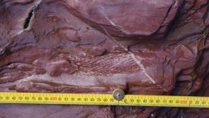 Fossils 377 million years old found at Paignton