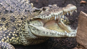 Paignton Zoo's Crocodile Swamp makes triumphant return 