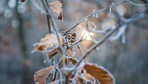 Pat Duke: Embrace quiet beauty and prepare for Spring