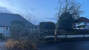 Storm chaos hits Torbay with flooding and fallen trees