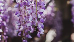 Pat Duke: Your wisteria needs a touch of discipline