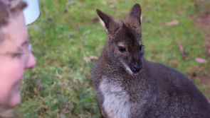 Paignton Zoo welcomes new animals as beloved attraction reopens