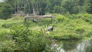 Beloved Paignton Zoo gorilla dies