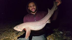 Do the conger for some better fish, at last!