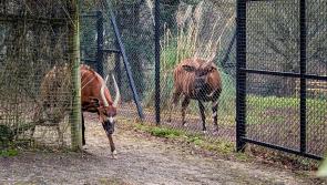 Paignton Zoo welcomes critically rare species