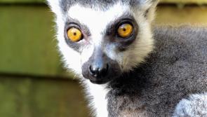 'Great grand' lemur celebrates 30th birthday at Shaldon Wildlife Trust 