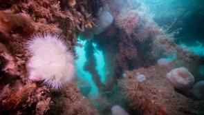 Torquay reef photo wins local company national acclaim