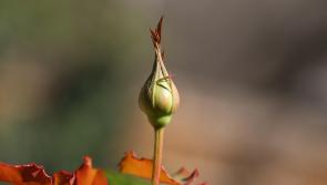 Gardening with Pat Duke: 'Spring HAS sprung so it's time to look at roses and tomatoes'