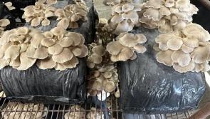 Frank Mann takes over sales for pioneering mushroom business