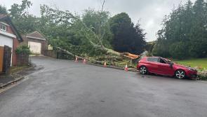 Giant tree crushes car in Torquay