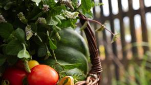 Gardening with Pat Duke: Keep your tomatoes looking tip-top 