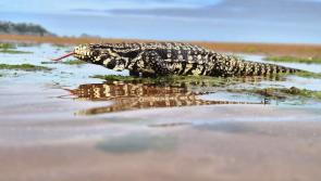 Meet Mila, Torbay’s very own beach-loving lizard