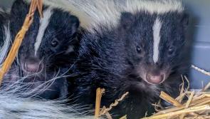 Paignton Zoo’s new arrivals are stinking up the spotlight