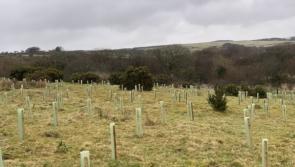 The tree-planting project helping to save our water