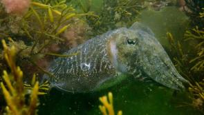 Help protect Torbay’s underwater nursery habitat