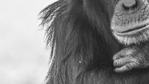 Peter Moore: Models or monkeys?