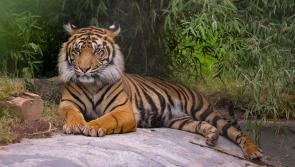 Endangered tiger settles into new Devon home
