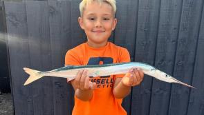 Mullet madness: late-summer challenge for local anglers