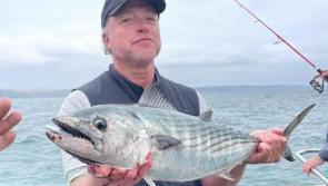 Rare Bonito caught off Ilfracombe as Devon anglers compete