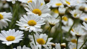 Gardening with Pat Duke: Second sowings, blooming buds