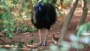 Video: Europe's only "baby dinosaur" hatches at Paignton Zoo after 21 years