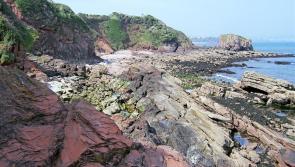 Rare 377 million-year-old fossil discovered on Torbay beach