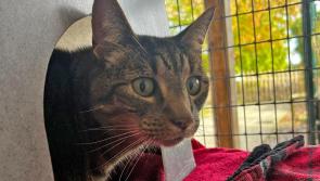 Lost Torbay cat reunited with owner after five years