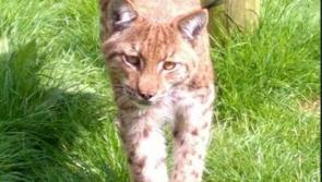 Government urged to step in as Devon zoos face crisis