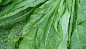 Gardening: Use sunshine and showers to your advantage