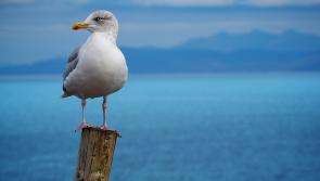 Exeter study uncovers surprising trick that stops seagulls stealing food
