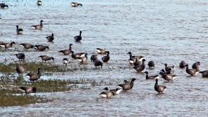Don’t let your dog chase birds at coastal beauty spot, council warns