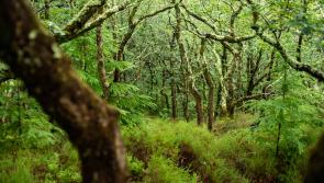 New report warns South West&rsquo;s rare temperate rainforests at risk
