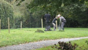 New wildlife meadows bring colour and nature to Ivybridge’s greenspaces
