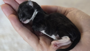 Plymouth animal charity launches urgent Christmas appeal to save life of tiny kitten