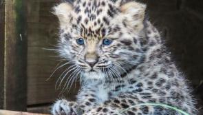 Dartmoor Zoo reveals name and gender of its rare new Amur Leopard cub