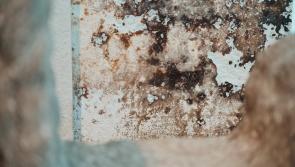 West Devon Council launches new campaign to tackle rising damp and mould in homes