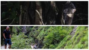 Dan Bagur: An insight into why the Pine Marten reintroduction matters for Dartmoor