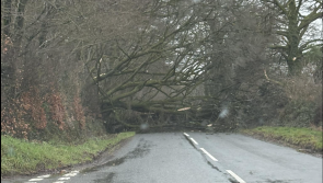 West Devon drivers warned as tree fall brings sudden disruption to Brentor-Tavistock route