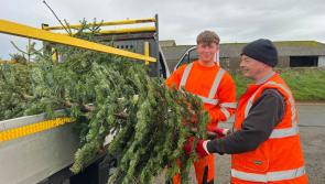 Hundreds of Christmas trees turned into &pound;28,625 for Devon children&rsquo;s hospice