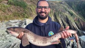 Take no Bull from a fish that flourishes in the winter conditions